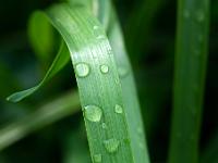 Wassertropfen auf Grashalm